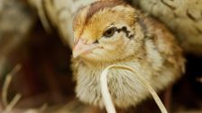 S2 E13: Andy and the Bobwhite Quails