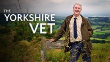 The Yorkshire Vet