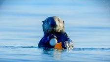 S2 E12: Andy and the Sea Otters