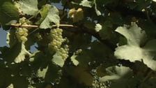 S2 E6: Wine Lovers' Guide to Australia