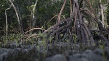 S1 E5: Mud and Mangroves