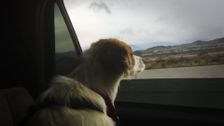 S11 E4: Pooches at Play