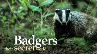 Badgers: Their Secret World