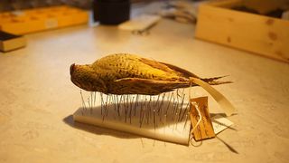 Night Parrot Stories