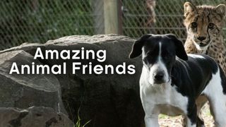 Amazing Animal Friends