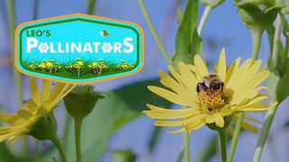 Leo's Pollinators