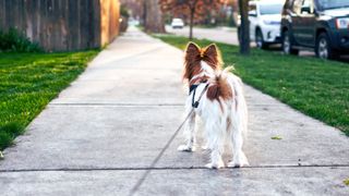 The Dog Down Under
