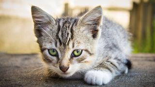 The Wonderful World of Kittens