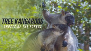 Tree Kangaroos: Ghosts Of The Forest