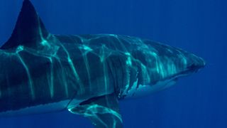 Sharks: Protecting A Predator