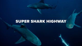 Super Shark Highway