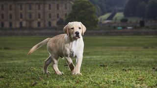 Puppy School