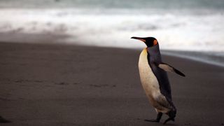 The Penguin King