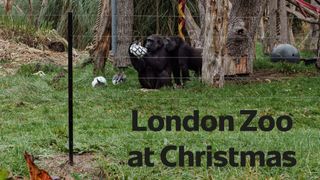 London Zoo at Christmas