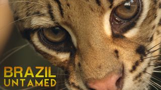 Brazil Untamed