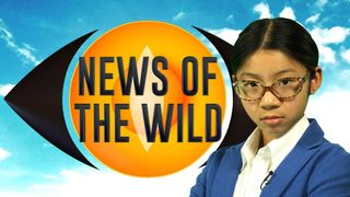 News of the Wild