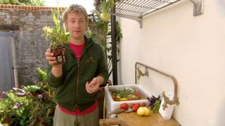 Tomatoes