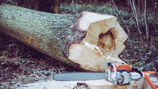 Sandi's Wood