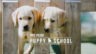 Dog Squad Puppy School