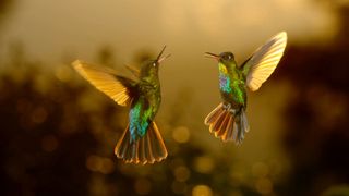 Airborne: Nature In Our Skies