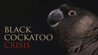 Black Cockatoo Crisis
