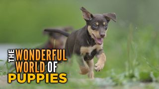 The Wonderful World of Puppies