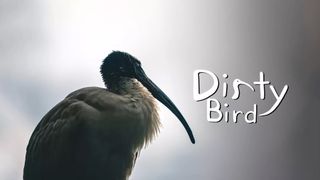 Dirty Bird