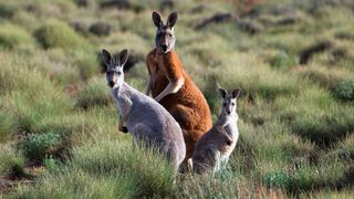 Australia Remastered
