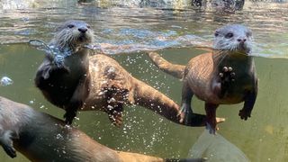 Taronga: Who's Who in the Zoo