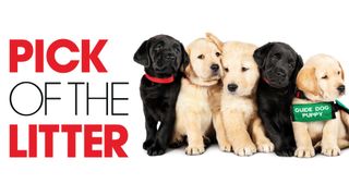 Pick of the Litter