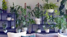 S31 E39: Gardening Australia