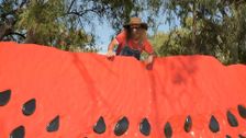 S34 E10: Watermelon, Native, Collector, Beginner & Moss