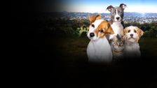 S2 E5: A dog makes a home