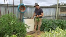 S32 E36: Native Daisies, Sustainable Garden Design & Soil Science