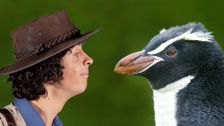 S1 E33: Andy and The Snares Penguins