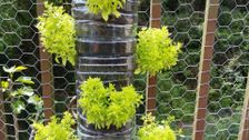 S30 E36: Gardening Australia