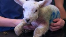 S5 E2: A Five Legged Lamb & Other Curious Creatures
