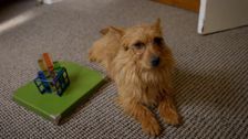 S1 E14: Larry the WonderPup