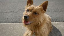 S1 E18: Larry the WonderPup