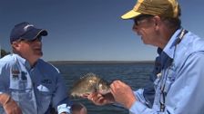S10 E2: Metung Bream & Exmouth Grand Slam