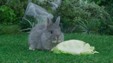 S2 E31: Mysterious Crunch