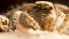 S1 E7: The Wild Web