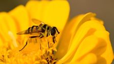 S32 E33: Netting Laws, Native Bees & Tomato Tips