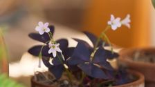 S34 E5: Gardening Australia