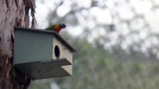S31 E12: Gardening Australia