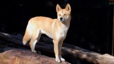 S1 E6: Dingo