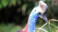 S1 E7: Cassowary and Gharial