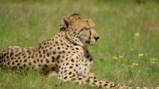S6 E7: Chatty Cheetah