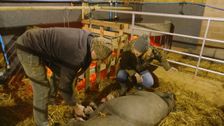 S3 E5: Escape To The Farm With Kate Humble