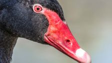 S4 E13: Black Swan